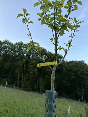 Foto treephoto-b2dzydzmen5uajlkhshne19u.jpeg