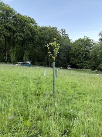 Foto treephoto-cvlngdnt0g98zpfgdekev72n.jpeg