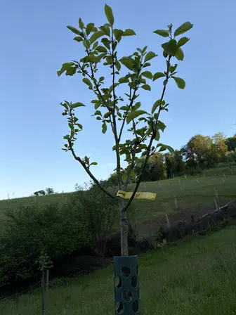 Foto treephoto-fb4mbudis55ex0sx1jkovw41.jpeg