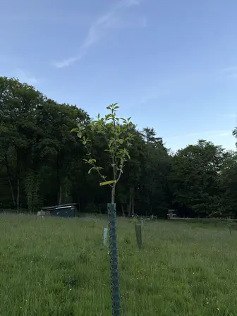 Foto treephoto-trlyprcshqwvt44q2e1jp2pd.jpeg