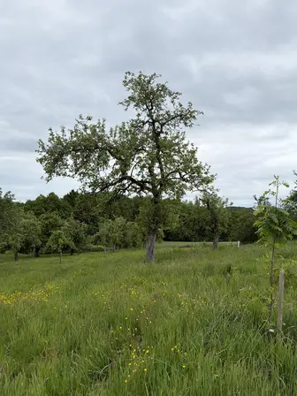 Foto treephoto-dw61wqb6du0yf5pa83ge601m.jpeg