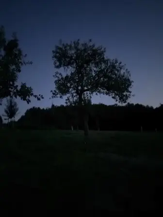 Foto treephoto-hojr9kouf406hw31coadfenn.jpeg