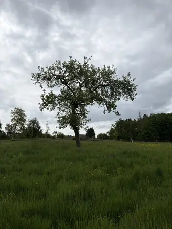 Foto treephoto-unq6mmdteqpljb5yd4d6fz4q.jpeg