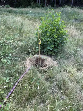 Foto treephoto-i2slzo35wgjmbuxchfrtl68n.jpeg