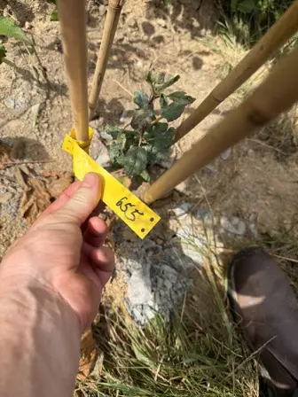 Foto treephoto-l44256bgj2xu6qwrdf1t7gjp.jpeg