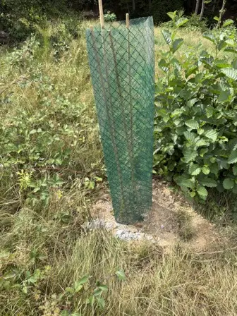 Foto treephoto-mlgqwpl9g12tbbs79ztvp3h4.jpeg