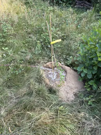 Foto treephoto-t50cijbqsocbv6wvrghxi504.jpeg