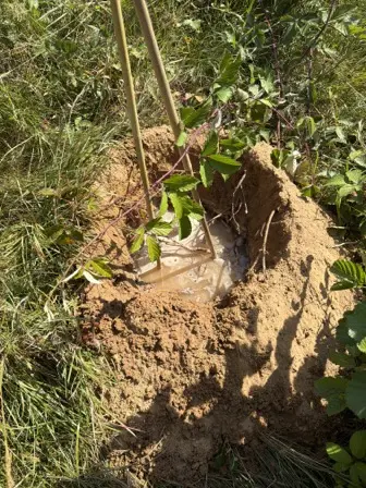 Foto treephoto-wnzw5hpbkhjfbtv6t1zmn9mj.jpeg