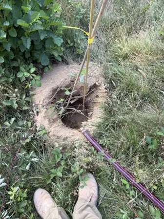 Foto treephoto-wxs15oy5ki63m8qsepfdcoej.jpeg