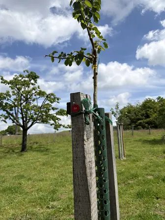 Foto treephoto-yz4hbfdbd45ur3uuumvfxhdv.jpeg