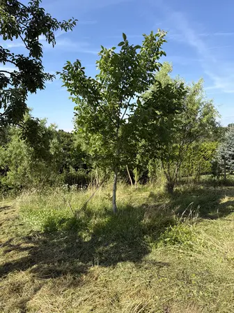 Foto treephoto-foro5dcl9c1ynyitc73w8xa8.jpeg