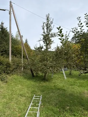 Foto treephoto-abzhxcj515u1i92ybnxre117.jpeg