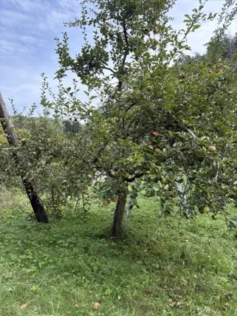 Foto treephoto-g3gqs7z9q3vvyrj0q3fh1s3r.jpeg