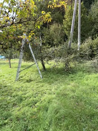Foto treephoto-gmdc0vwdr7ua4j2146ow5008.jpeg