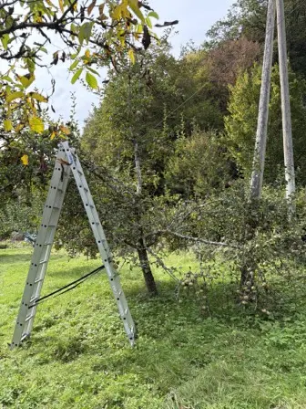 Foto treephoto-gwzmokwa0omtgbb1g7q4nah5.jpeg
