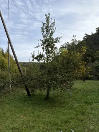 Foto treephoto-kku9qxlbipj5ftcm32oe6r16.jpeg