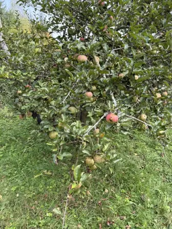 Foto treephoto-l2wva3v1o4untmw08f35pr9o.jpeg