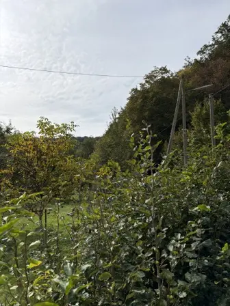 Foto treephoto-ol0oh2bnez7lk24f3qs51z28.jpeg