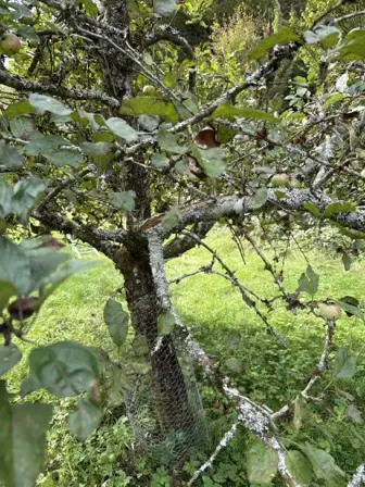 Foto treephoto-t05j7l2h4y0qd0f0letyings.jpeg