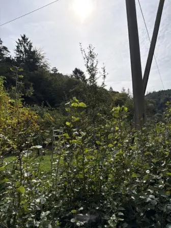 Foto treephoto-udmyvk9wxumtv51yzfqa4yhv.jpeg