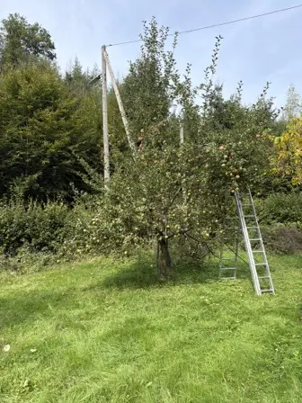 Foto treephoto-wpqjlaaiaatcekcf8zseymv8.jpeg