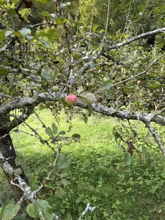 Foto treephoto-xaemw3zmttvodq14h0gofdwx.jpeg