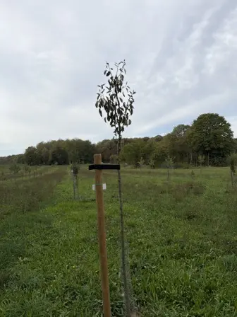 Foto treephoto-coifgvuxflz9n4j9pqfl3bge.jpeg
