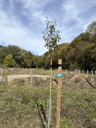 Foto treephoto-ph0kh9sofnbp672nszjgw8nr.jpeg
