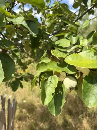 Foto treephoto-d1g8zueq1i1sju72cfb1lqrp.jpeg