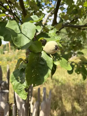 Foto treephoto-qu0lh733pnmp6cr0vt8c5lex.jpeg