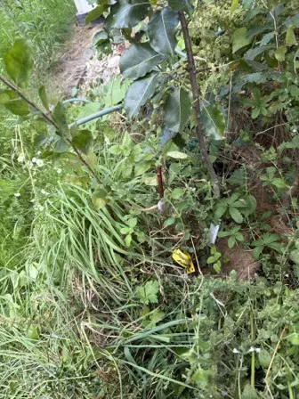 Foto treephoto-ylxjrsydvxrmupykdio6y587.jpeg
