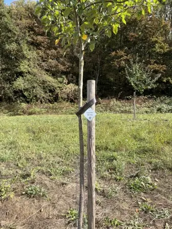 Foto treephoto-di2z0a2f1h48dlswrt7xm66t.jpeg