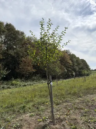Foto treephoto-skx5xzu7ek7rt46chufmvc3b.jpeg