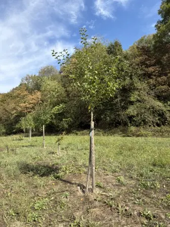 Foto treephoto-xibvvukhn64tftzds0ay9994.jpeg
