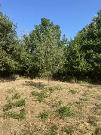 Foto treephoto-f62smio9png6dm9asdgajr1v.jpeg