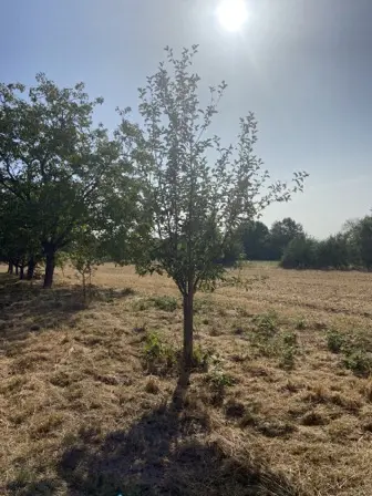 Foto treephoto-g33a3qay5u8hum96feq90kvt.jpeg