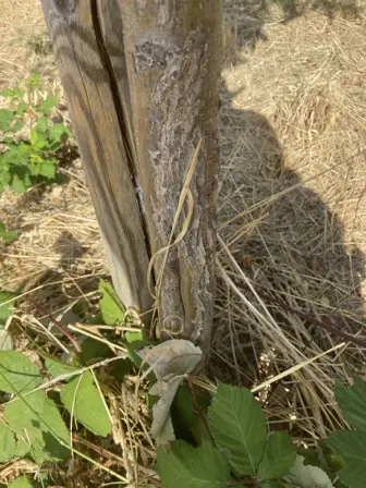 Foto treephoto-g8eug6ymw1dqd601vsz1bdnl.jpeg