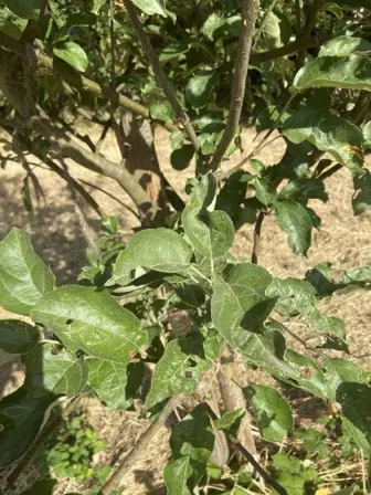 Foto treephoto-j4imiu3mrpdzqpp3hlwan0mg.jpeg