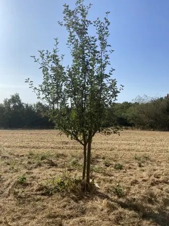 Foto treephoto-j5304emc7e4qwh5nazgxcckx.jpeg