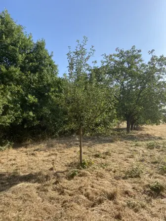 Foto treephoto-m5ljldhlxto75svd9ttrz6y7.jpeg