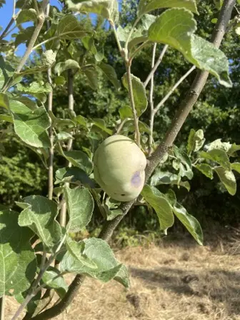 Foto treephoto-r0bgjgiktgtzvrrvg2qof2jp.jpeg