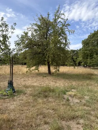 Foto treephoto-hazwhm6g9swed1ayjg5opk9s.jpeg