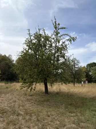 Foto treephoto-rfuih8g9ny2jzvd3vjvkvdpq.jpeg
