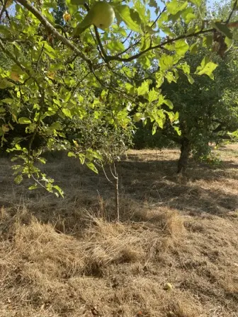 Foto treephoto-jh8rzylpzne1jqmcujc0dr7j.jpeg