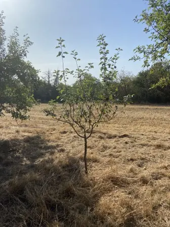 Foto treephoto-pbczqil6bpqur1v0o6ty0zyt.jpeg