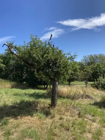 Foto treephoto-h35cah6vvzpobyp13lgbobhc.jpeg