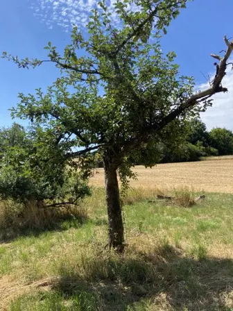 Foto treephoto-kog8a2vbcsq5prqm36zra9g3.jpeg