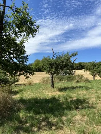 Foto treephoto-qhey8epx8nucedulx77ega8t.jpeg