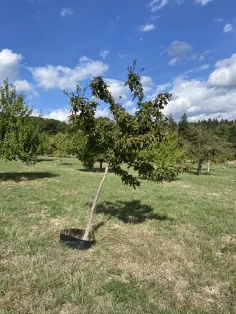 Foto treephoto-vx8a9bro12c8nyuxk2kn40q0.jpeg