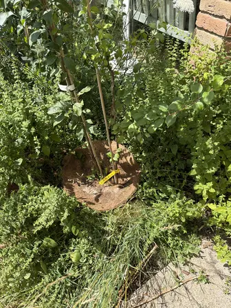 Foto treephoto-h4pjcq4rfdp1he5rnilx6ema.jpeg